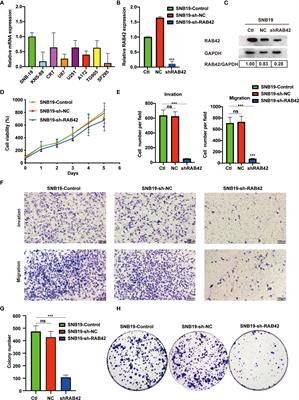 Corrigendum: RAB42 promotes glioma pathogenesis via the VEGF signaling pathway